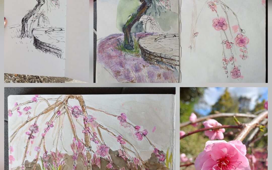 Hängende Blutpflaume im Rombergpark